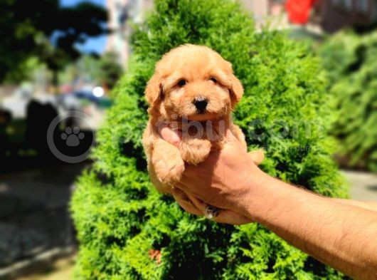 Malti̇po Ci̇nsi̇ 