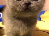 Safkan Top Kafa Scottish Fold Blue