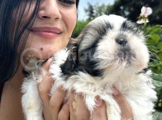 Shih Tzu Sevimli Yavrular görsel