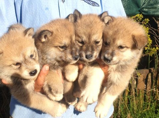 Akita Inu Yavrularım Sağlık Ve Irk Garantilidir