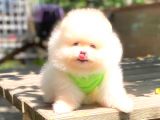 Karbeyaz Erkek Pomerani̇an Boo