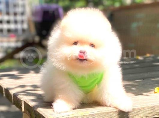 Karbeyaz Erkek Pomerani̇an Boo görsel