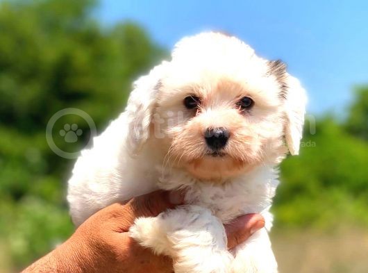 Malti̇po Di̇şi̇ Yavrumuz görsel