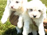 Maltese Terrier Yavruları