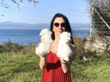 Maltese Yavrularım Sağlık Ve Irk Garantilidir