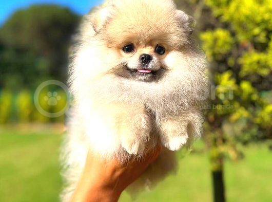 Üst Kali̇te Erkek Si̇lver Pomerani̇an görsel