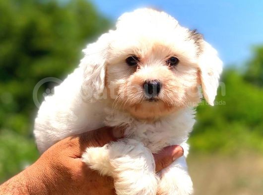 Malti̇po Di̇şi̇ Yavrumuz görsel