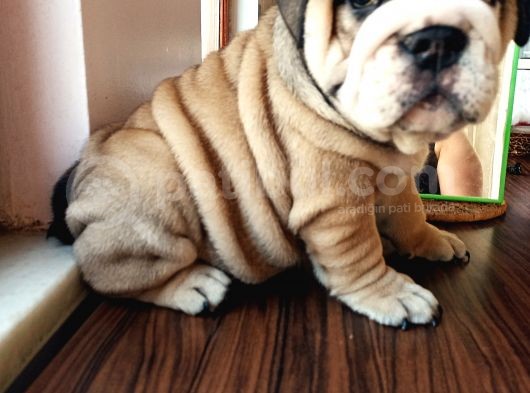 Anatomi Harikası English Bulldog Bebekler görsel