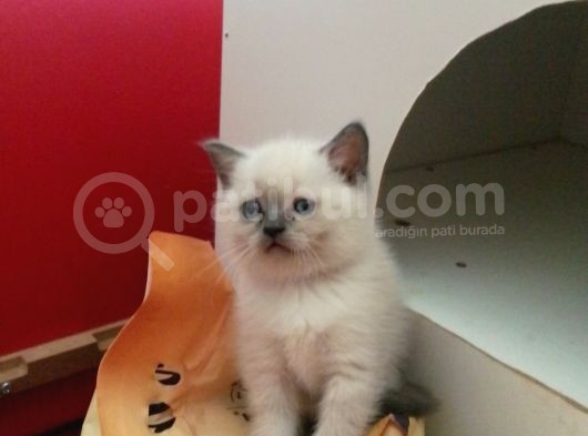 Canlı Peluşlar görsel
