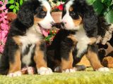 Bernese Mountai̇n Dog Yavrulari̇