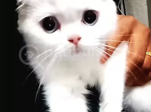 Beyaz Melekler görsel