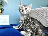 Silver Bengal Erkek - Dişi- Show Class