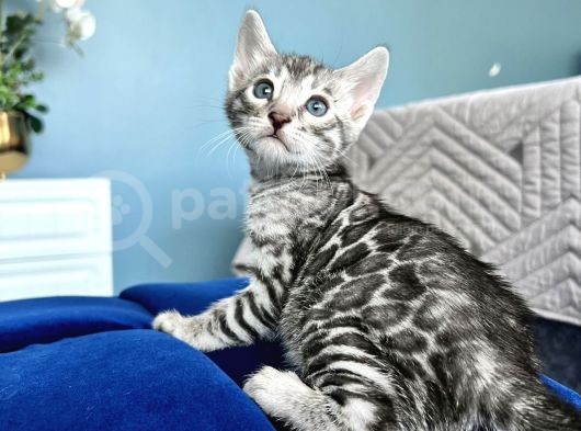 Silver Bengal Erkek - Dişi- Show Class görsel