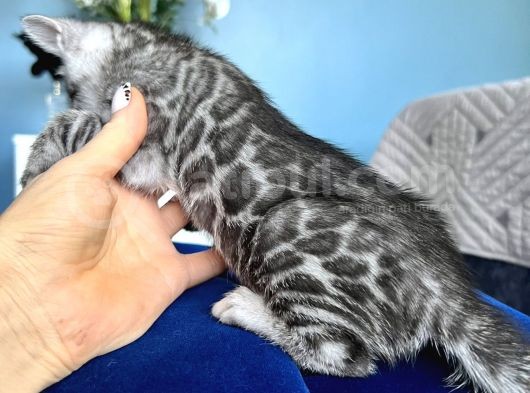 Silver Bengal Erkek - Dişi- Show Class