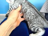 Silver Bengal Erkek - Dişi- Show Class