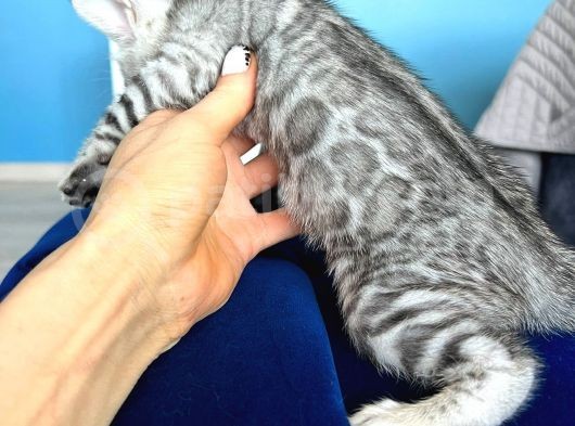 Silver Bengal Erkek - Dişi- Show Class görsel
