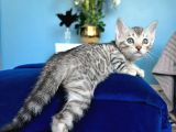Silver Bengal Erkek - Dişi- Show Class