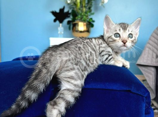 Silver Bengal Erkek - Dişi- Show Class görsel