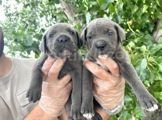 Cane Corsa Yavrularımız Bursa Türkiye Tüm İller Ve Avrupaya  Gönderim Mevcuttur