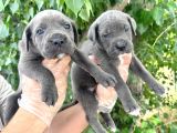 Cane Corsa Yavrularımız Bursa Türkiye Tüm İller Ve Avrupaya  Gönderim Mevcuttur