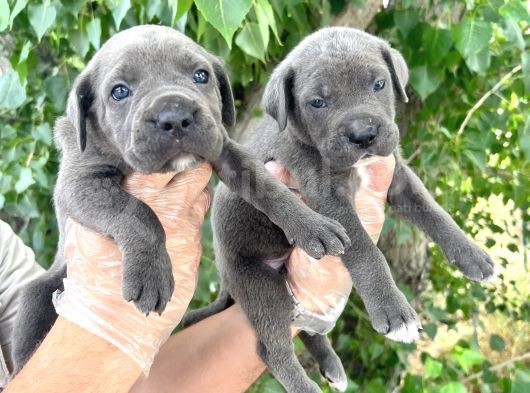 Cane Corsa Yavrularımız Bursa Türkiye Tüm İller Ve Avrupaya  Gönderim Mevcuttur görsel