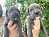 Cane Corsa Yavrularımız Bursa Türkiye Tüm İller Ve Avrupaya  Gönderim Mevcuttur