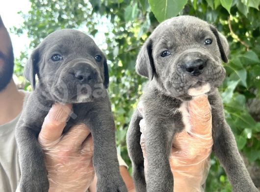 Cane Corsa Yavrularımız Bursa Türkiye Tüm İller Ve Avrupaya  Gönderim Mevcuttur görsel