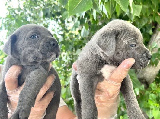 Cane Corsa Yavrularımız Bursa Türkiye Tüm İller Ve Avrupaya  Gönderim Mevcuttur görsel