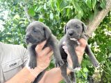Cane Corsa Yavrularımız Bursa Türkiye Tüm İller Ve Avrupaya  Gönderim Mevcuttur