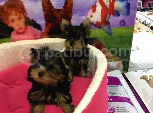 Vonalp Pet Torium Sube Ayricaligiyla Saflik Garanti̇li̇ Yorkshire Terrier Yavrularimiz