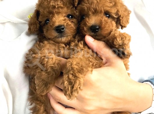 Vonalp Pet Torium Sube Garantisiyle Saflik Ve Saglik Garantili̇ Toy Poodle Yavrular