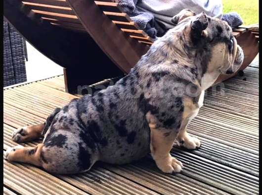 Anatomi Harikası English Bulldog Bebekler görsel