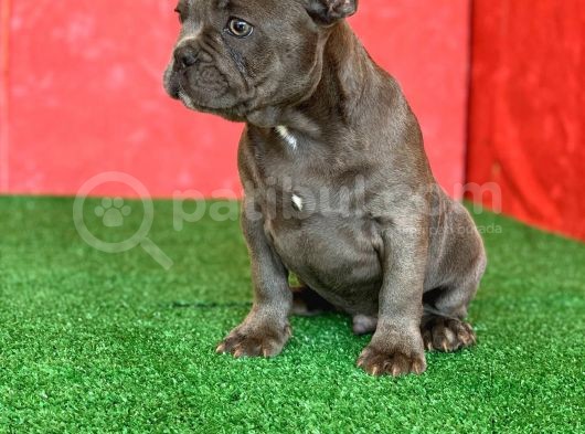 Muhteşem Güzellikte French Bulldog Blue Erkek Yavrumuz görsel