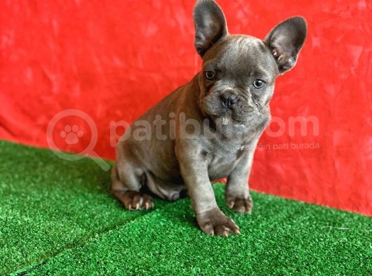 Muhteşem Güzellikte French Bulldog Blue Erkek Yavrumuz görsel