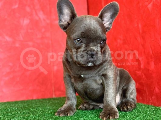 Muhteşem Güzellikte French Bulldog Blue Erkek Yavrumuz