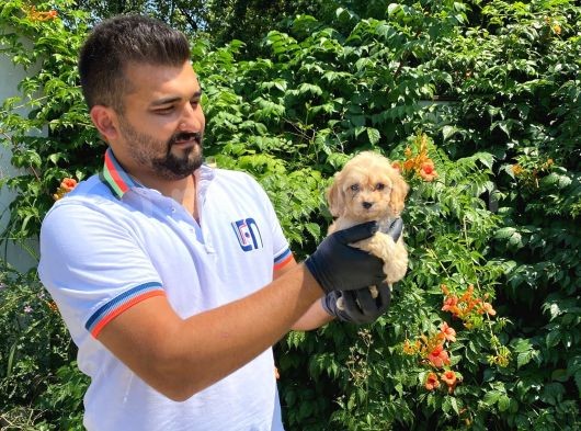 ORİJİNAL IRK GARANTİLİ MALTİPOO BEBEKLER