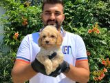 Ori̇ji̇nal Irk Garanti̇li̇ Malti̇poo Bebekler