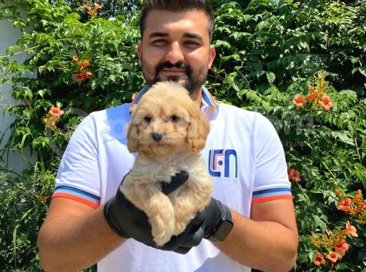 Ori̇ji̇nal Irk Garanti̇li̇ Malti̇poo Bebekler görsel