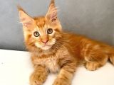 Mainecoon Red Erkek 2 Aylık