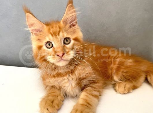 Mainecoon Red Erkek 2 Aylık görsel