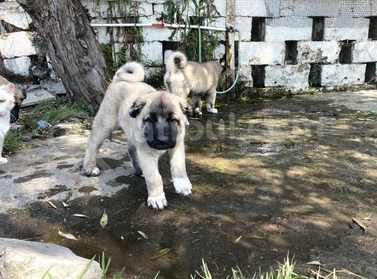 Mükemmel Kalite Kangal Yavrular