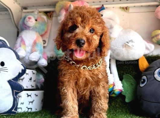 Ori̇ji̇nal Red Brown Toy Poodle Yavrularimiz görsel