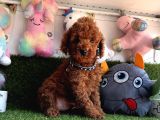 Ori̇ji̇nal Red Brown Toy Poodle Yavrularimiz