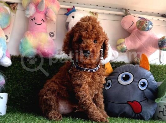 Ori̇ji̇nal Red Brown Toy Poodle Yavrularimiz görsel