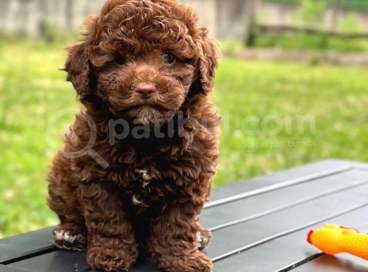 Brown Poodle Yavruları görsel