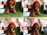 Show Kalite Toy Poodle Yavrular