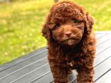 Brown Poodle Yavruları