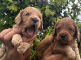 DİZAYN IRK MALTİPOO BEBEKLER
