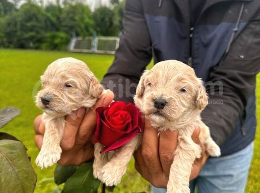 Malti̇poo Yavrular görsel