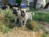 Mükemmel Kalite Kangal Yavrular